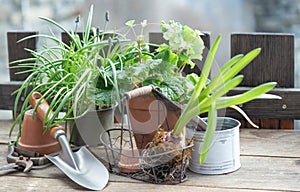 garden tools with a little shovel on a wooden table among flowerpot and plant