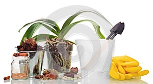 Garden tools and orchid plants