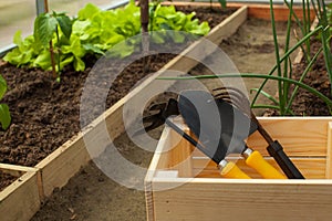 Garden tools paw, rake, chopper in a wooden box in a greenhouse. concept of vegetable garden, agriculture. Copy space