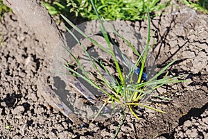 Garden tools. The pitchfork is digging the ground. Weeds in the ground under the pitchfork