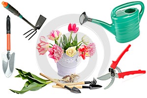 Garden tools for planting and growing tulips isolated on a white background. Collage