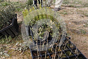 Garden tools for planting trees