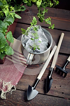 Garden tools and a pot of seedlings in a garden shed