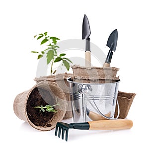 Garden tools with seedlings of tomato and peas