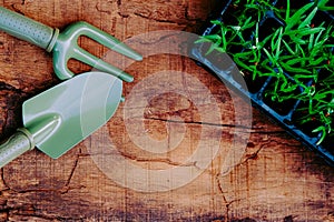 Garden tools and sprouts on wooden table top