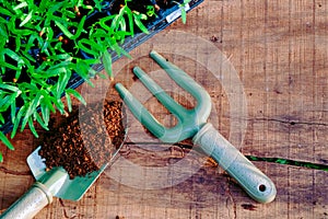 Garden tools and sprouts on wooden table top
