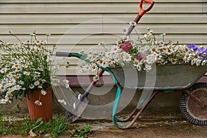 Garden tools and a wheelbarrow full of flowers stand against the wall of the house