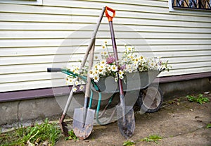 Garden tools and a wheelbarrow full of flowers stand against the wall of the house