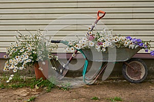 Garden tools and a wheelbarrow full of flowers stand against the wall of the house