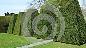 Garden Topiary photo