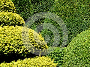 Garden: topiary hedge detail