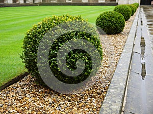 Garden: topiary hedge detail - h
