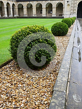 Garden: topiary hedge detail - v