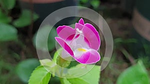 The garden Torenia (Wishbone Flower) are blooming