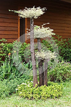 Garden of Tranquility