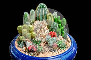 Garden tray of cactus in pot