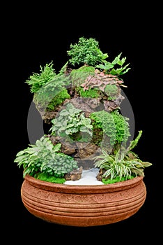 Garden tray of cactus in pot