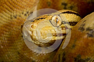 Garden Tree Boa Corallus hortulana