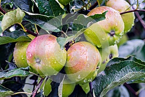 In a garden on a tree branch ripen delicious juicy apples. Dew o