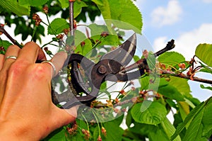 Garden Tree cutting shears hand