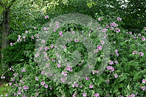 Garden tree-mallow Malva thuringiaca, pink flowering shrub