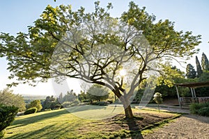 Garden tree sunlight