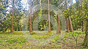 Garden trees in Santo António da Serra Winter