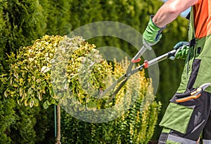 Garden Trees Shaping by Caucasian Professional Gardener