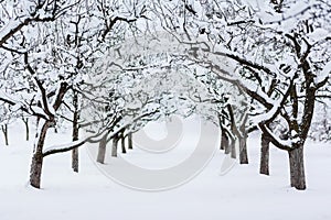 Jardín árboles en el invierno 