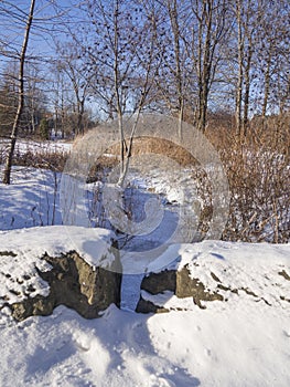 Garden with trees in winter