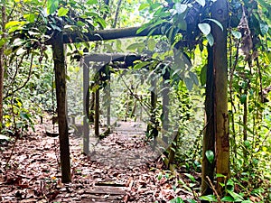 Garden trellis at hillside park