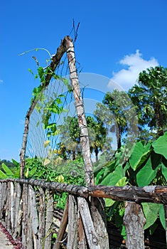 Garden in the tropics
