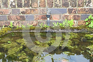 A garden trough and tap