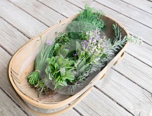 Garden trug of fresh organic herbs on wooden deck: chives, mint, thyme, sage, rosemary, dill