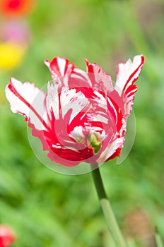 Garden Tulip