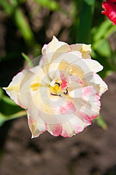 Garden Tulip