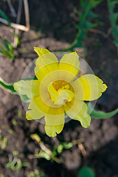 Garden Tulip