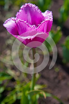 Garden Tulip