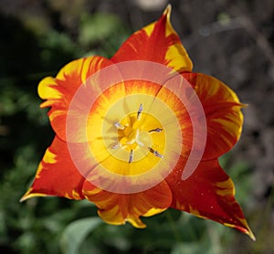 Garden Tulip Close up