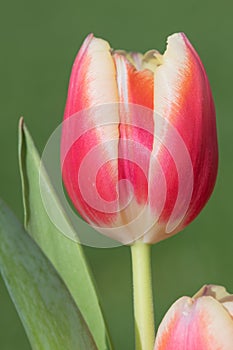Garden tulip (tulipa gesneriana photo