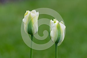 Garden tulip (tulipa gesneriana) flowers