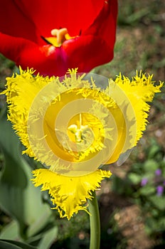 Garden tulips