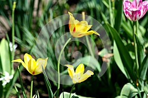 Garden with tulips of all colors.