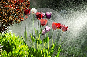 Garden of tulips with backlit water spray.