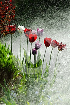 Garden of tulips with backlit water spray.