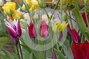 The garden with tulips, the most beautiful spring flowers