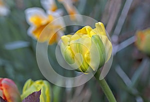 The garden with tulips, the most beautiful spring flowers