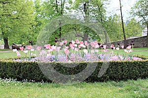 Garden with tulips and pansies