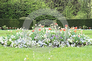 Garden with tulips and pansies