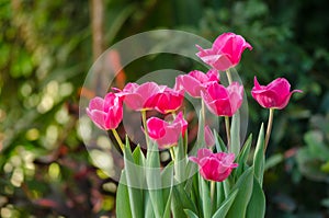 Garden tulips in the spring sun in the greenhouse